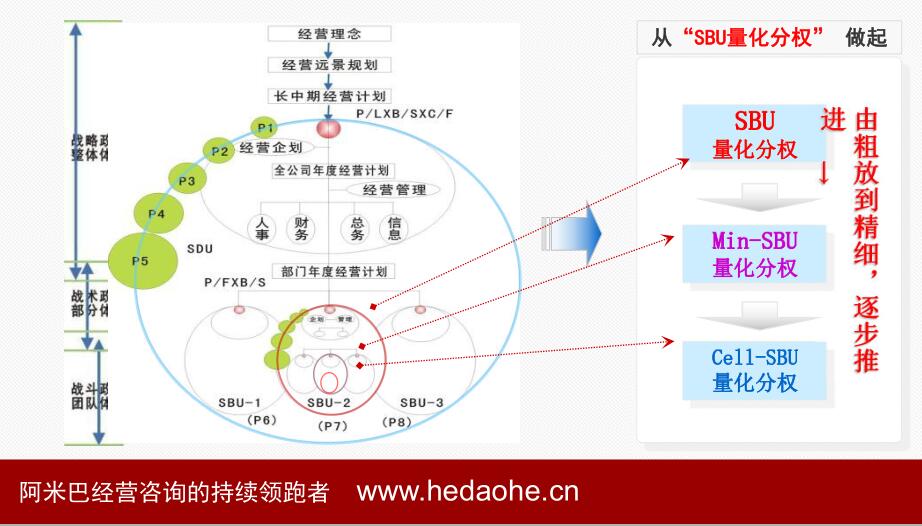 阿米巴组织结构图